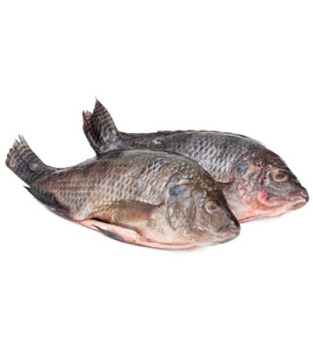 freshfrozen mojarra